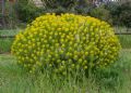 Euphorbia dendroides